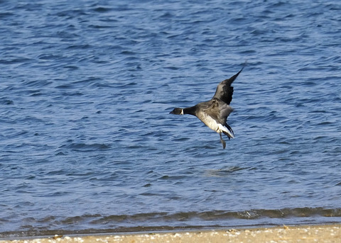 飛ぶ・コクガン0931