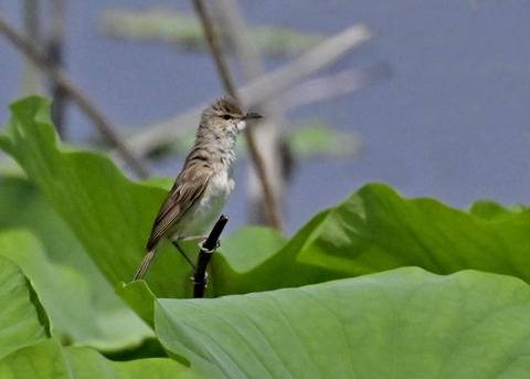 オオヨシキリ0721