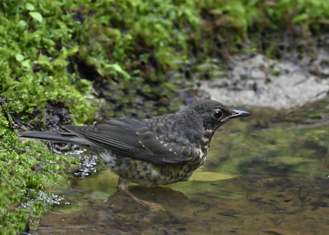クロツグミ♂幼鳥0615