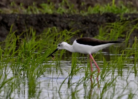 餌捕りセイタカシギ♀0059