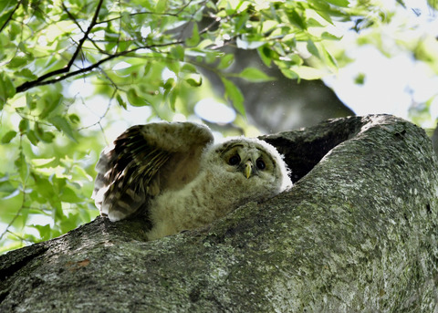 フクロウのヒナ②5587
