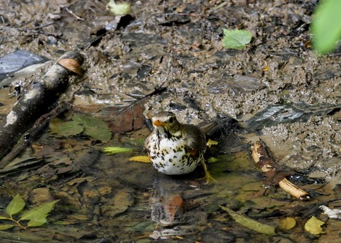 クロツグミ♂6204