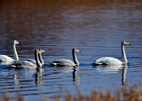オオハクチョウ9671