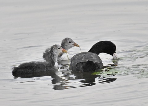 オオバン親子8577