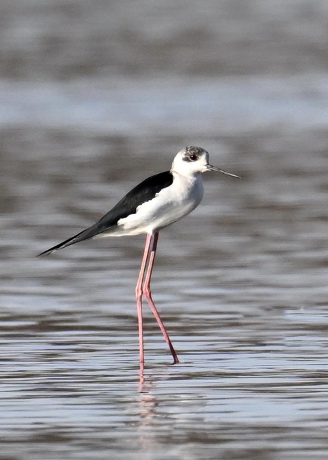 セイタカシギ6428