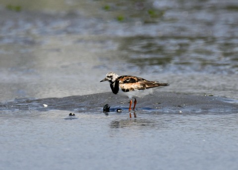 キョウジョシギ2145