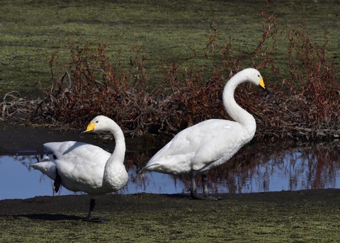 オオハクチョウ7839