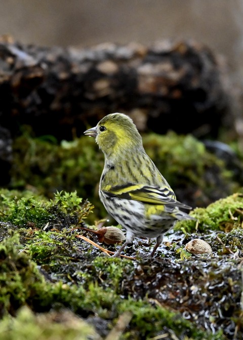 マヒワ♀0772