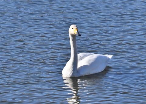 オオハクチョウ7409