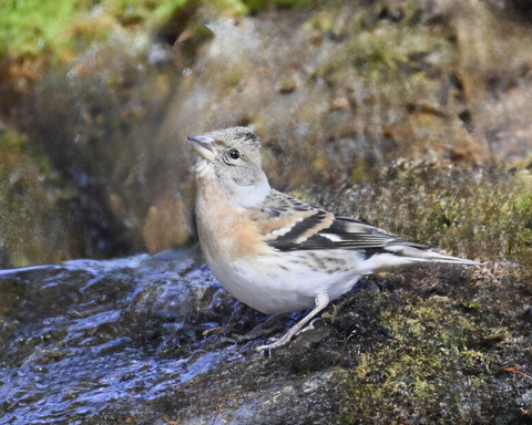 アトリ♀8089