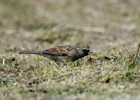 シベリアアオジ♂6981