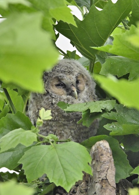 フクロウのヒナ3228