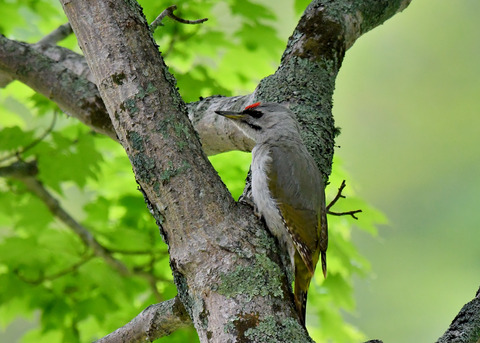 ヤマゲラ1581
