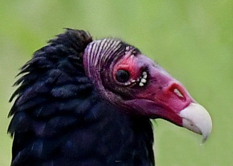 ヒメコンドル0615