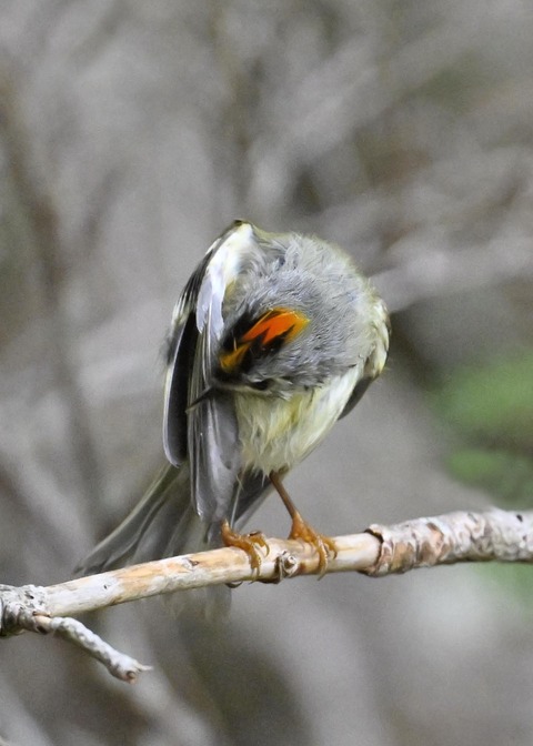 キクイタダキ♂2174