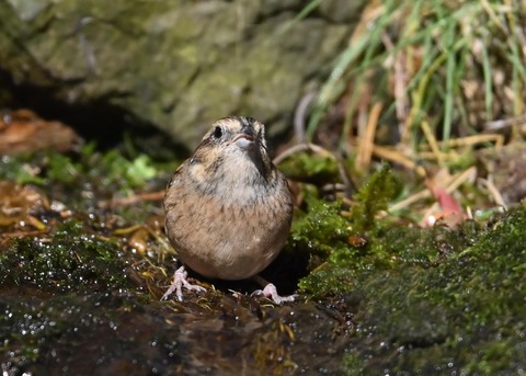 ホオジロ♀5671