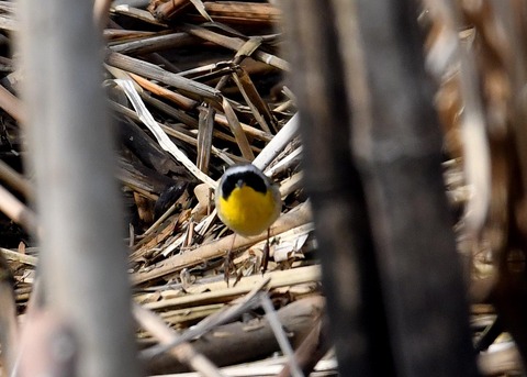 カオグロアメリカムシクイ7080