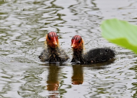 オオバンのヒナ7218