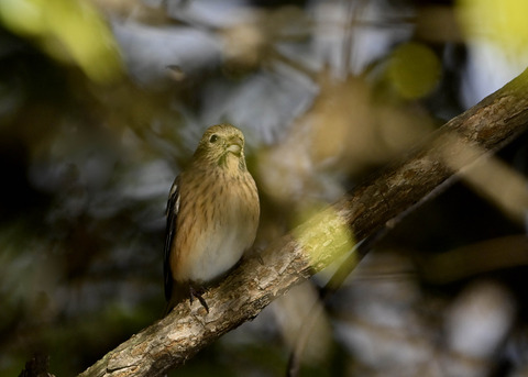 ベニマシコ♀4500