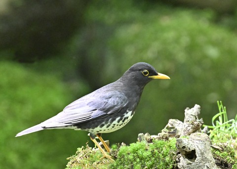 クロツグミ♂3329