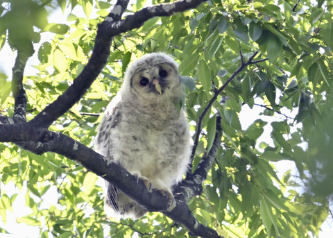 フクロウのヒナ6682