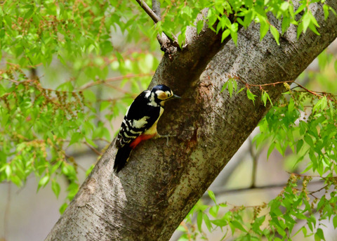 アカゲラ♀5739