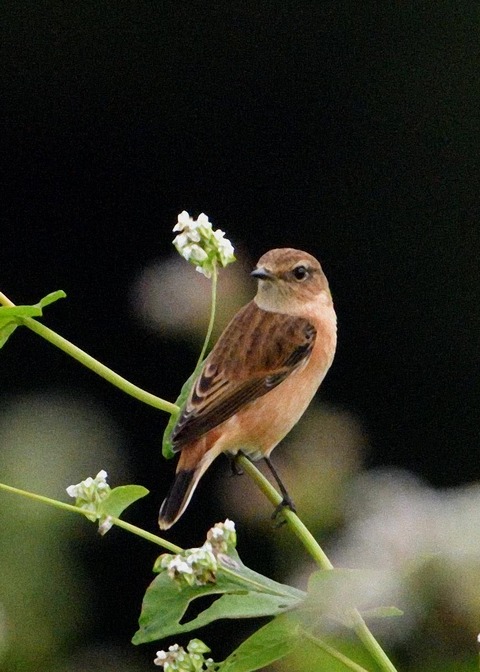 ノビタキ♀3061