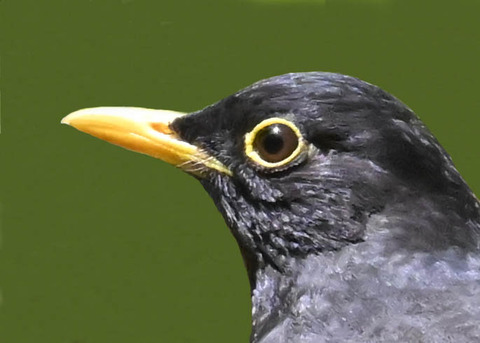 クロツグミ♂2000