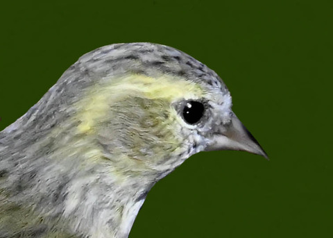 マヒワ♀7002
