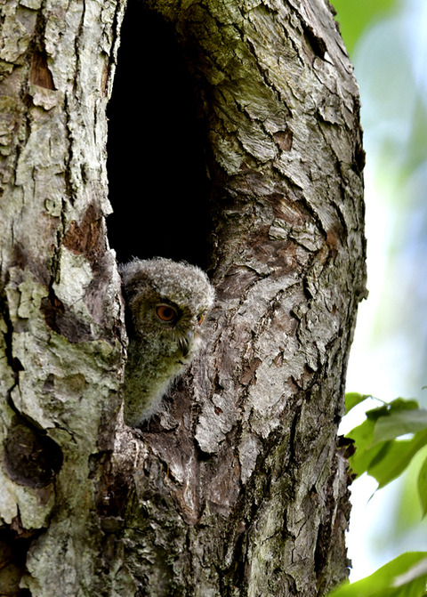 オオコノハズクのヒナ8426