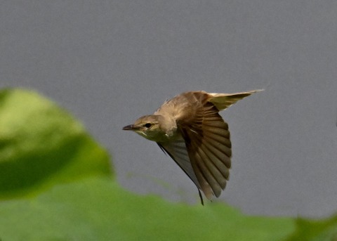 オオヨシキリ2162