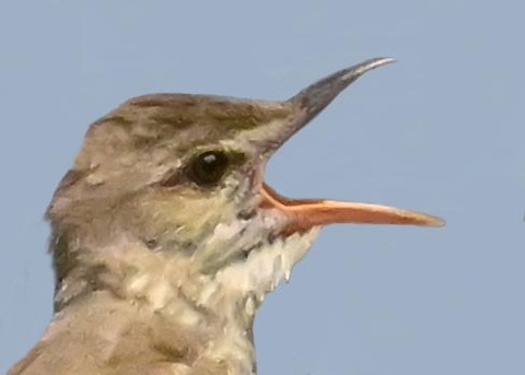 オオヨシキリ1001