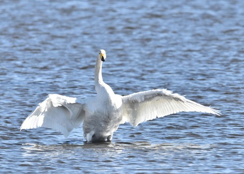 オオハクチョウ1542
