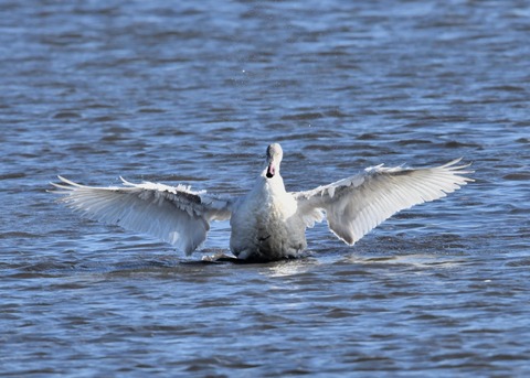 オオハクチョウ幼鳥1943