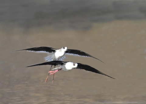 セイタカシギ6069