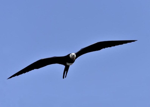 オオグンカンドリB3809