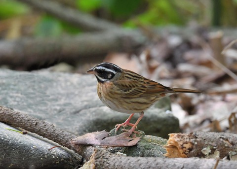シロハラホオジロ♂0912