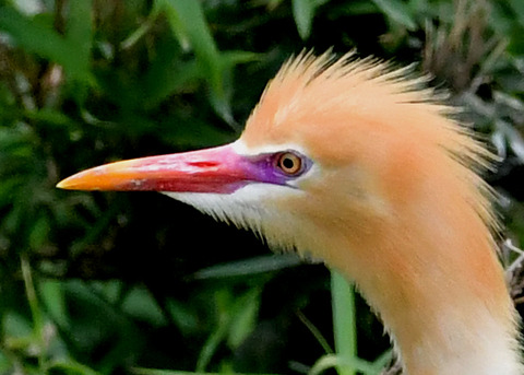 アマサギ6696