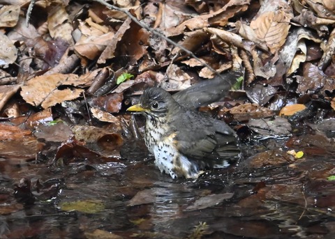 クロツグミ♀5826