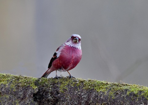 オオマシコ♂9702