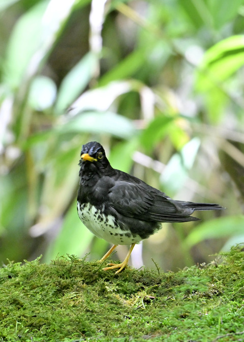 クロツグミ♂0160
