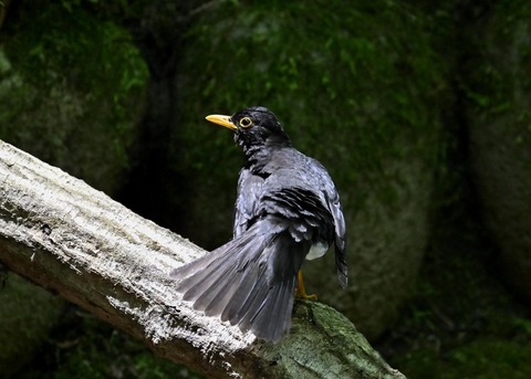 クロツグミ♂5635