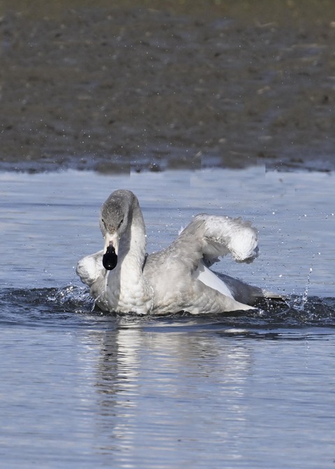 オオハクチョウ幼鳥3752