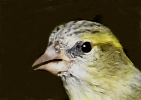 マヒワ♀7001