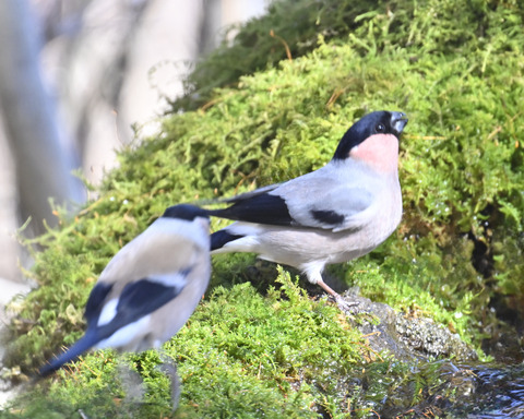 アカウソ♂・♀0684