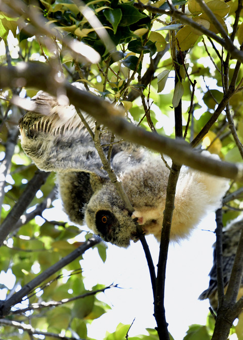 トラフズクのヒナ0213