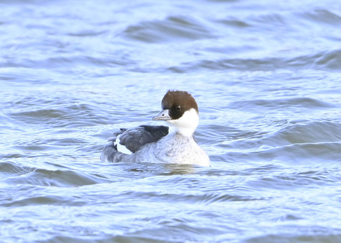 ミコアイサ♀1546