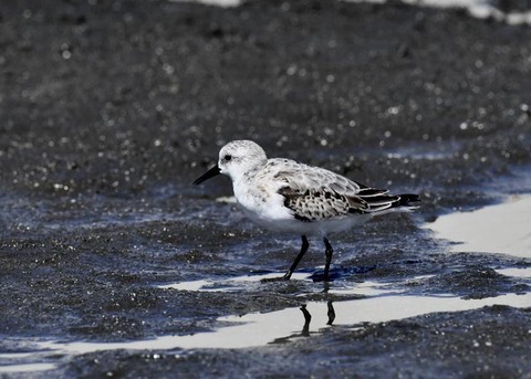 ミユビシギ夏羽→冬羽9604