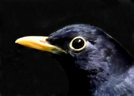 クロツグミ♂4001