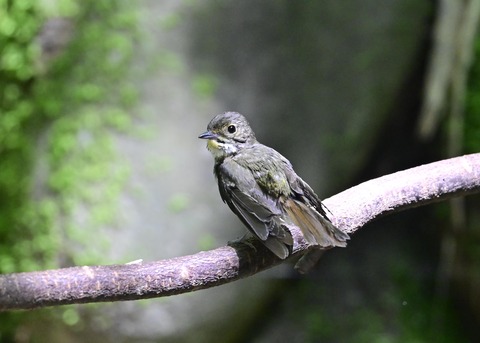 キビタキ♀6392